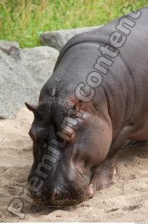 Hippo 0033